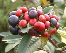 Coffee Berries on Shrub