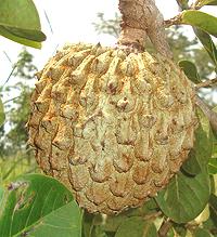 Marolo Fruit on Tree