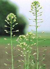 Camelina Flowers