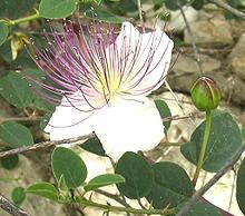 Caper Flower