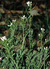 Flowering Chaantruk Plant