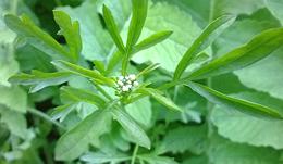 Flowering Garden Cress