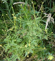 Flowering Hedge Mustard Plant