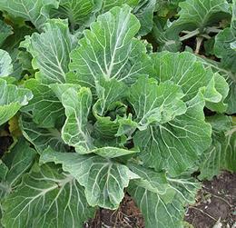 Portuguese Kale