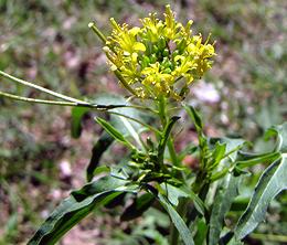 Flowering London Rocket Plant