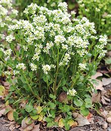 Flowering Scurvy Grass Plant