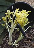 Blanched Sea Kale Sprouts