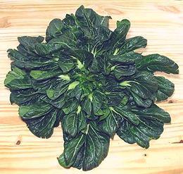 Ta Gu Choy Leafy Rosette