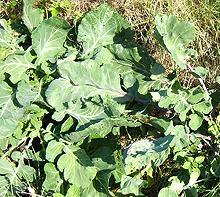 Live Wild Cabbage