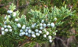 Eastern Juniper with Berries