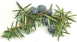 Juniper Berries on Branch