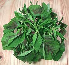 Fresh Asian Amaranth Leaves