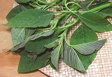 Fresh Amaranth Leaves