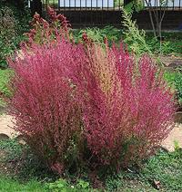 Red Burningbush Plant