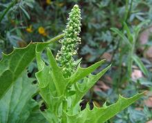 Live California Goosfoot Plant