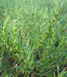 Live Povertyweed Plant