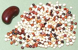 Tricolor Quinoa Seeds