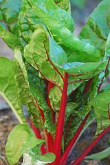 Live Rhubarb Plants