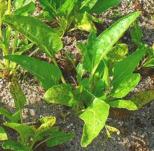 Growing Sea Beet Plants