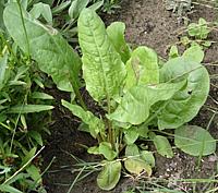 Live Sorrel Plants