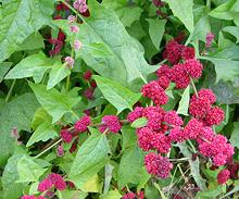 Live Strawberry Goosefoot Plant