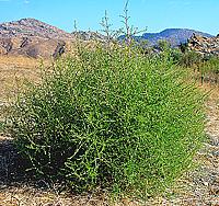 Live Tumbleweed