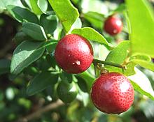 Limoncitos on Tree