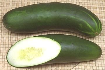 Garden Cucumber