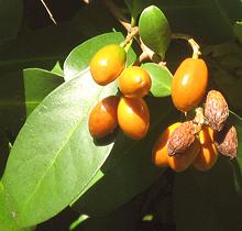 Fruit on Shrub