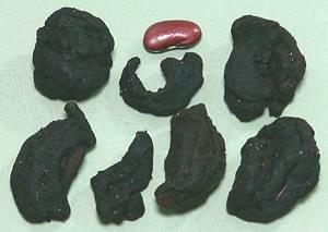 Dried Goraka Fruit