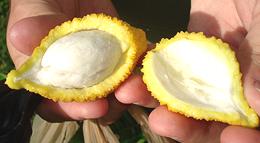 Lemon Drop Mangosteen Fruit Split Open