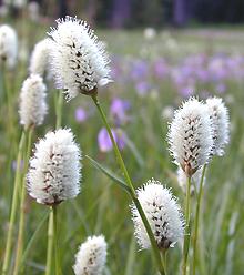 American Bistort Flower Heads