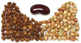 Buckwheat seeds