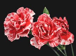 Red Carnation Flowers