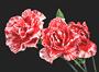 Carnations