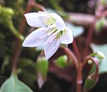 Spring Beauty Flower