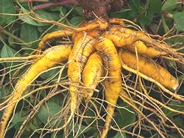 Mauka Root Tubers