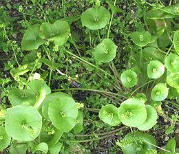 Flowering Miner's Lettuce Plants