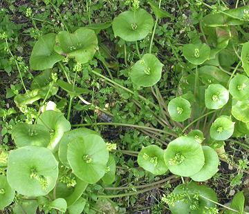 Flowering Miner's Lettuce Plant