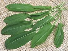 Sorrel Leaves