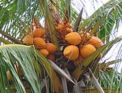 Coconuts on Palm Tree