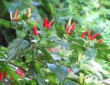 Aji Caballero Shrub