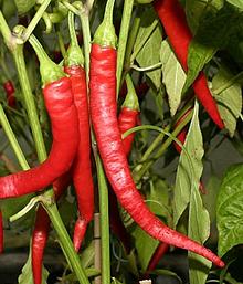 Red Aci Sivri Peppers on Bush