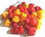 Whole Red amd Yellow Adjuma Chilis