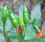 Indian Kanthar Bird Chilis on Bush