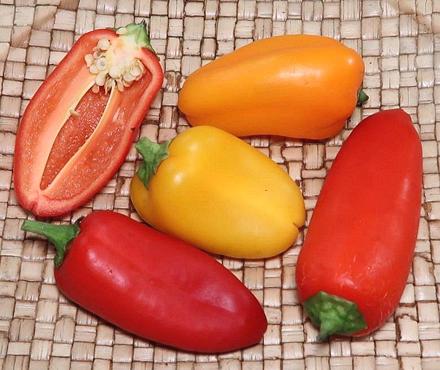 Red and Green Cubanelle Chilis