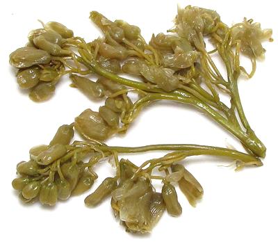 Pickled Jonjoli Flower Panicle