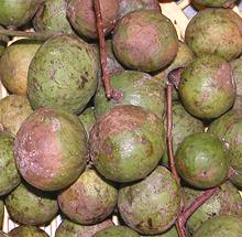 Basket of Dragon Plum Fruit