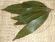 Mango Leaves