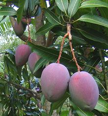 Red Mangos on Tree